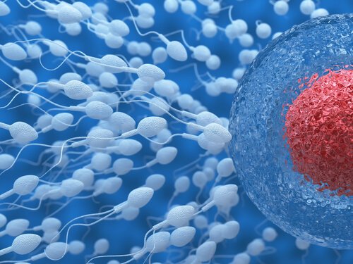 Spermatozoi che vanno verso ovulo