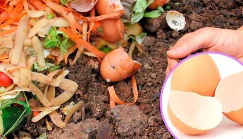 Guscio d'uovo: ecco 5 modi per riutilizzarlo