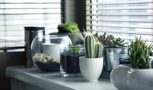 Decorare con i cactus: 5 idee differenti