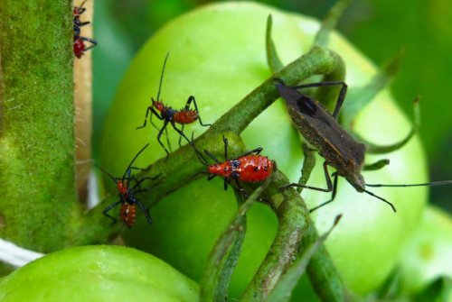 5 veleni naturali per sterminare i parassiti