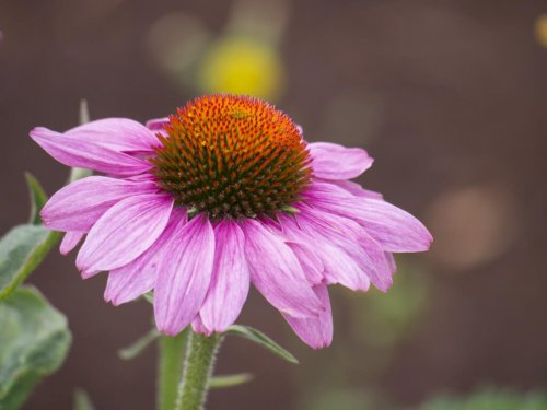 l'echinacea è una pianta medicinale che rafforza il sistema immunitario