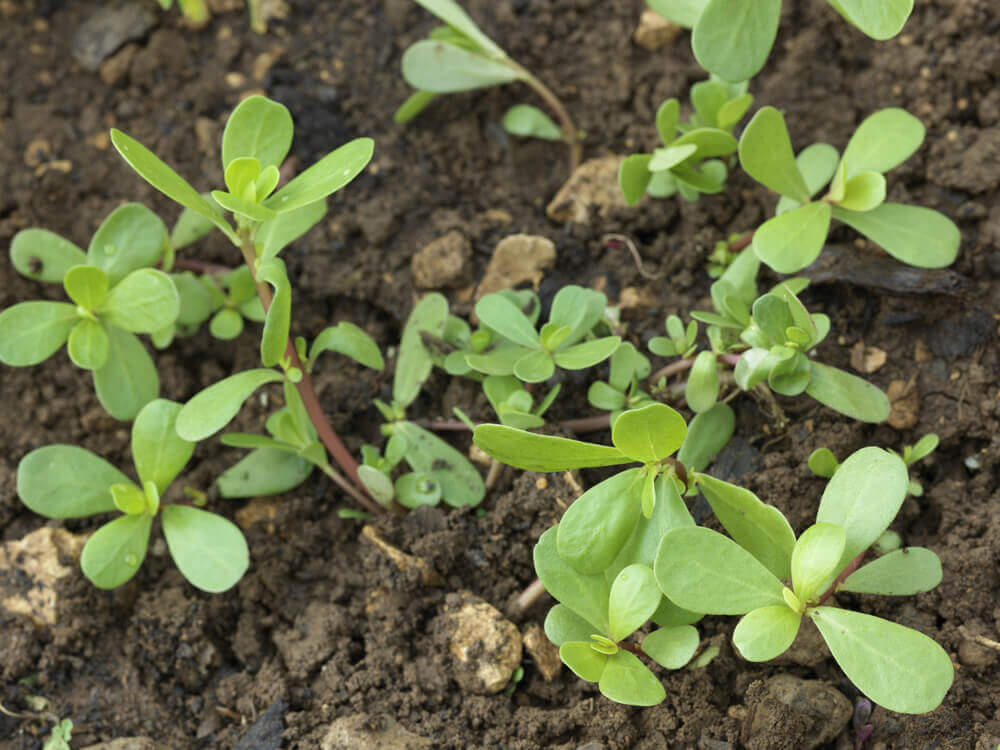 Portulaca: 10 proprietà di questa pianta medicinale Portulaca: 10 proprietà di questa pianta medicinale