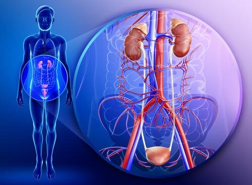 i reni sono il principale sistema di filtraggio del nostro corpo