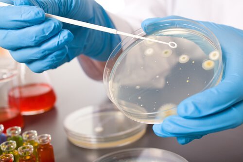 Analisi di laboratorio su batteri
