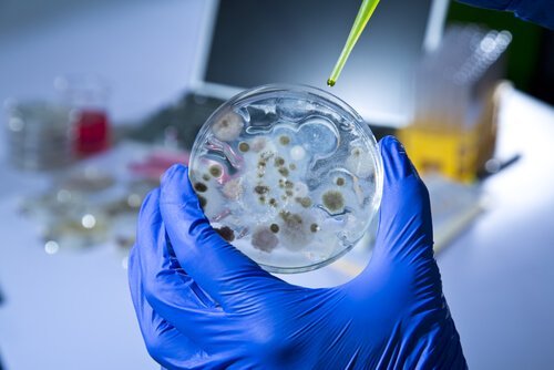 Virus e batteri: qual è la differenza?
