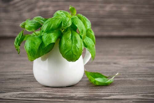 Basilico in vaso