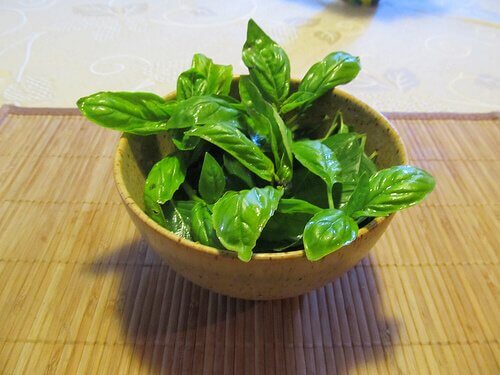 Basilico in zuppiera