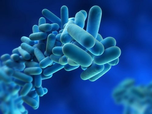 Batteri al microscopio