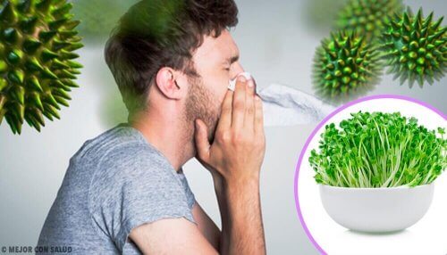 Alfalfa: 6 motivi per includerla nella nostra dieta