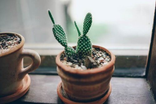 Cactus nelle tazze