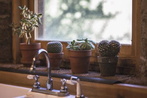 Cactus in vasi