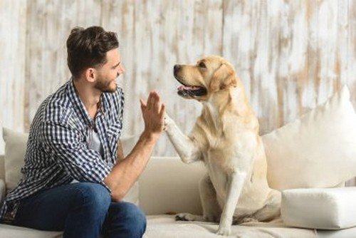 cane come animale da compagnia