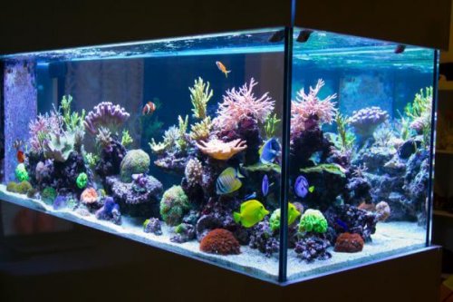 acquario con pesci tropicali
