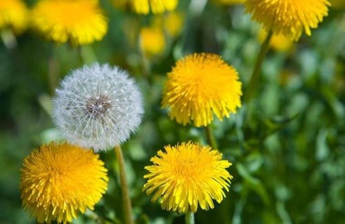 Dente di leone: contributi all'attività epatica