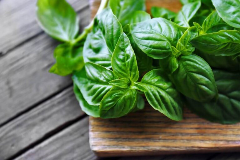 Il basilico: 40 proprietà medicinali