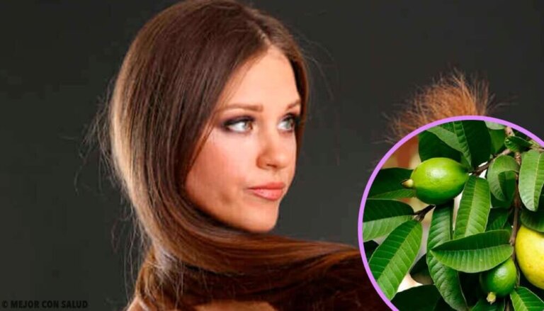 Foglie di guava per capelli maltrattati