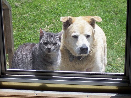 gatto e cane fuori dalla finestra