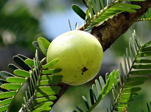 frutto uva spina