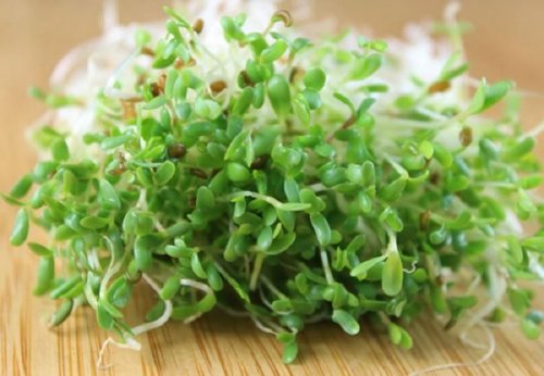 Erba medica