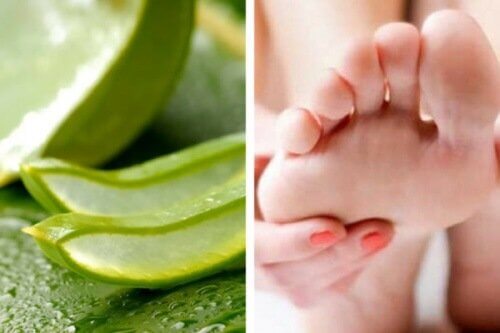 Aloe vera e un piede