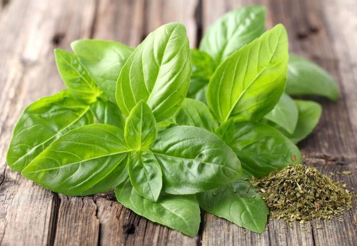 Proprietà medicinali del basilico