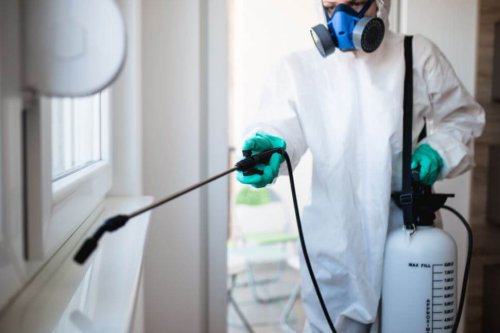 Disinfestazione termite