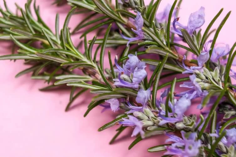 Rosmarino e lavanda.