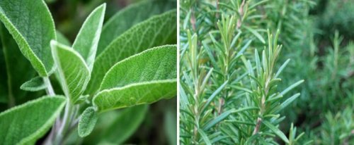 Salvia e Rosmarino