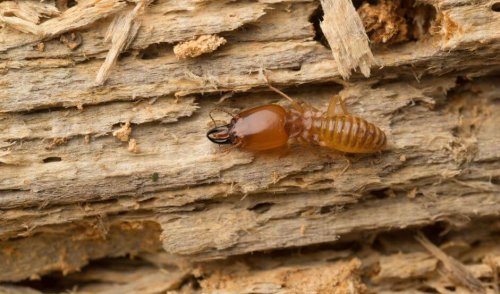 Termite sul legno