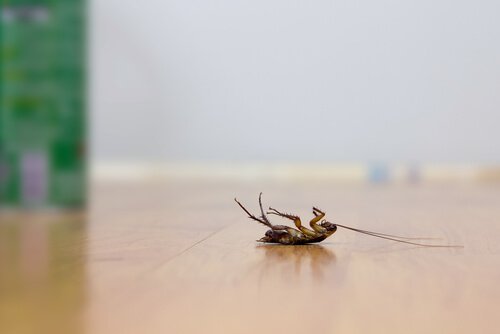 5 trucchi per allontanare gli scarafaggi senza insetticidi
