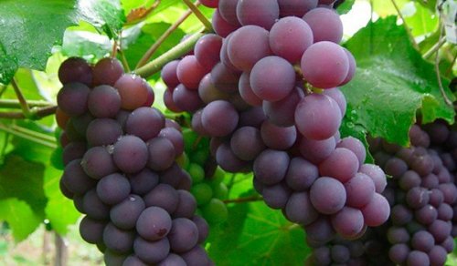 Grappoli di uva