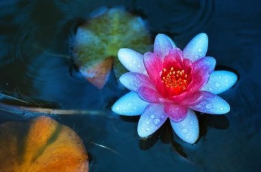 Regole di vita del Tao per la pace interiore