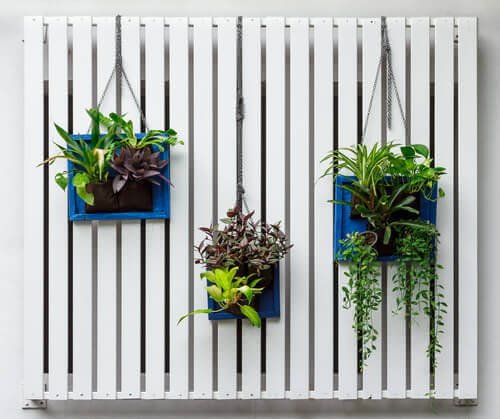 Giardino verticale in casa