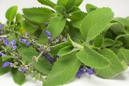 Curare le infezioni delle vie urinarie con il boldo