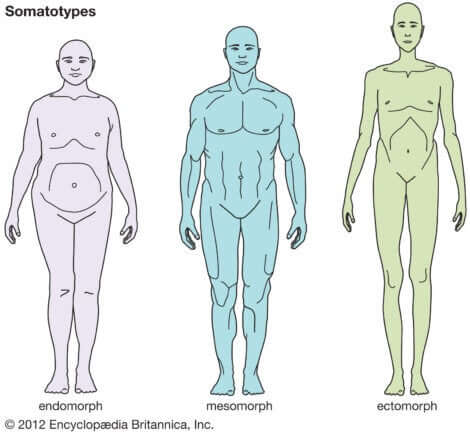 Dieta ideale per ogni tipo di corpo: somatotipi.