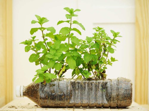 Vasi con le bottiglie di plastica