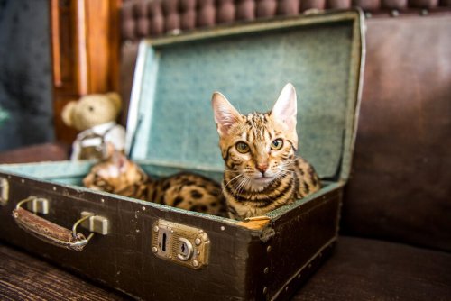 Vecchie valigie per creare cucce fai-da-te per i gatti