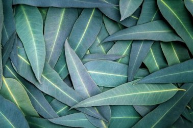 Rimedi con eucalipto per trattare i problemi respiratori