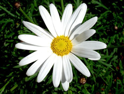 Fiore di margherita