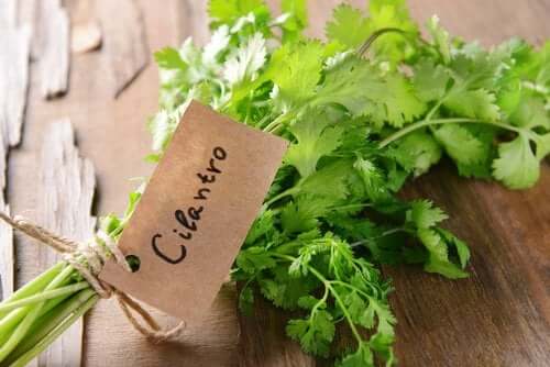 Eliminare gli odori vaginali con le foglie di coriandolo
