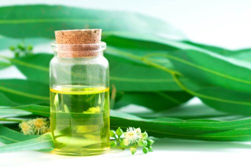 Olio essenziale di eucalipto