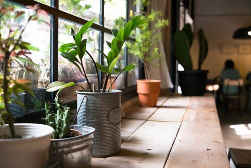 Effetti benefici delle piante da appartamento