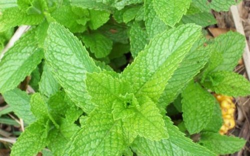 Menta piperita