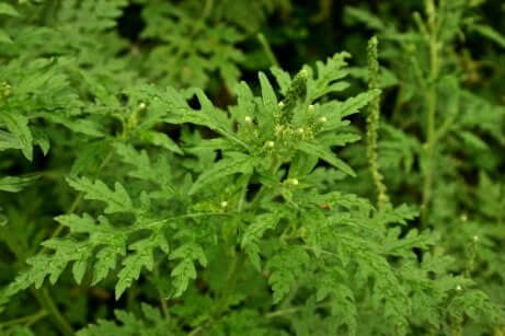 Artemisia per combattere i vermi intestinali.