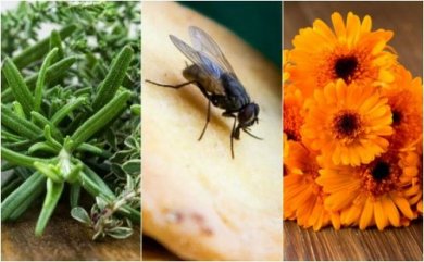 Allontanare le mosche con 6 rimedi naturali