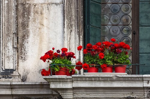Tipi di fiori adatti a un giardino sul balcone