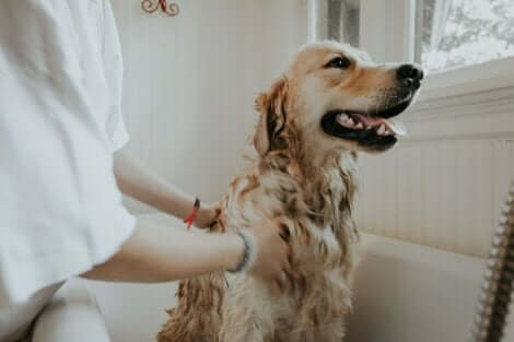 Eliminare pulci e zecche: lavaggio di un cane.