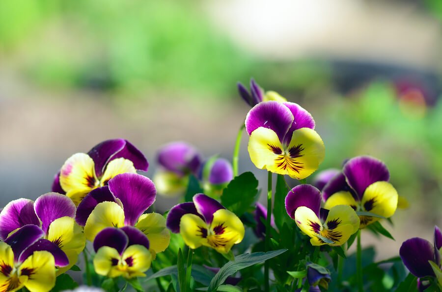 I fiori del pensiero