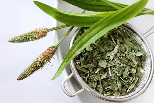 Infuso di piantaggine, rimedio contro la stitichezza