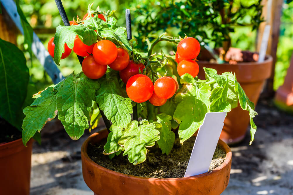 Quanto Vive Una Pianta Di Pomodoro